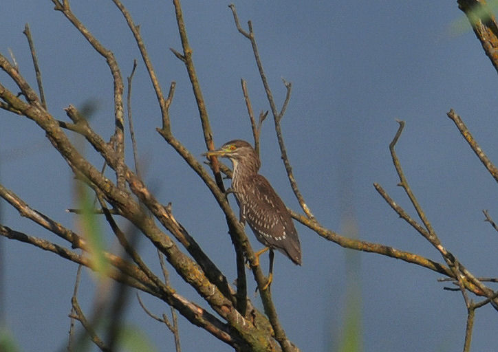 Nitticore a Fucecchio